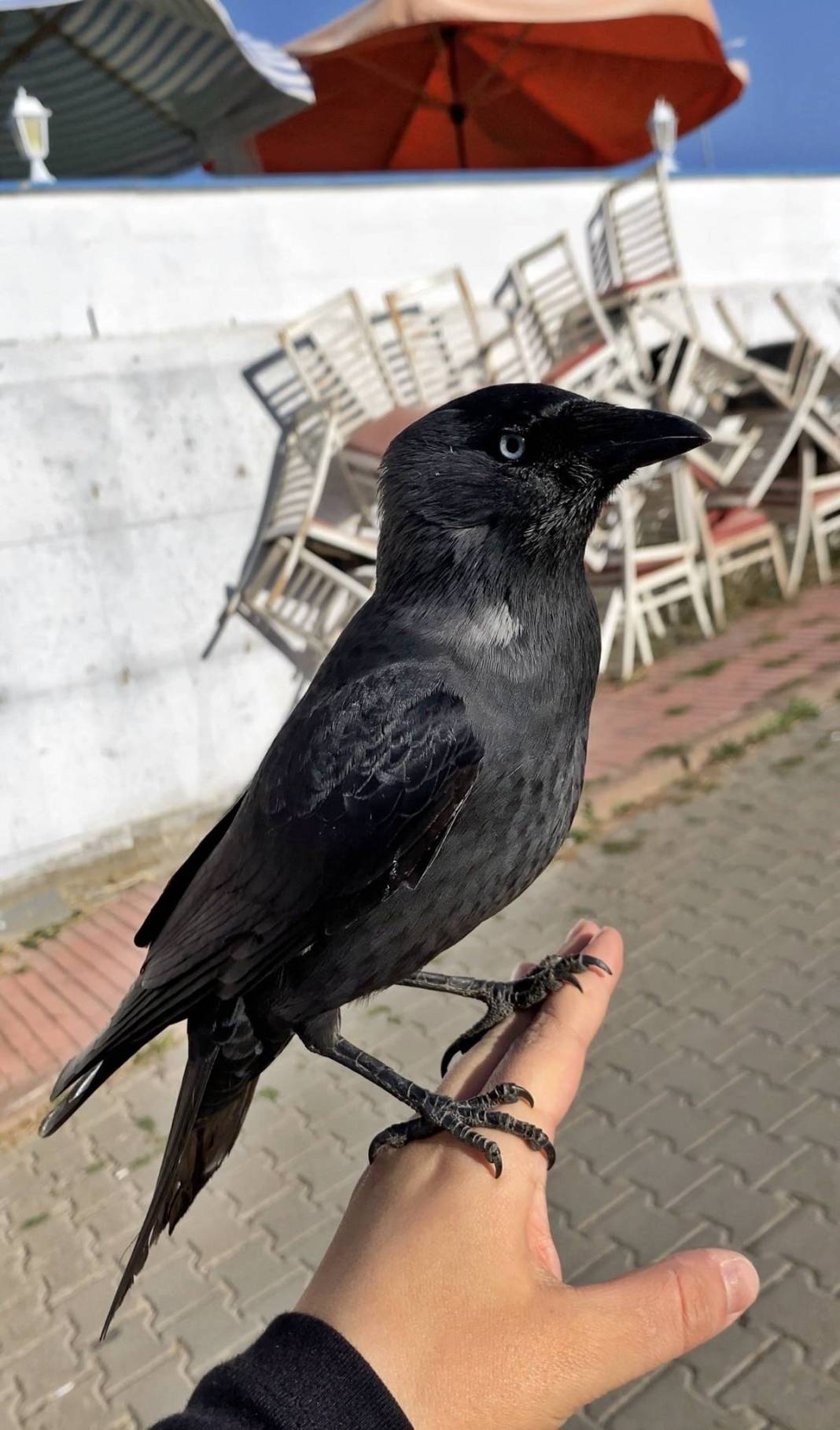 Evcilleşmek isteyen karga, sahibini böyle belirledi! Satın almak isteyenler yüksek meblağlar teklif ediyor 1